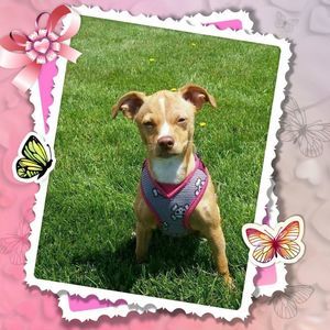 Meet your Posher, Roni